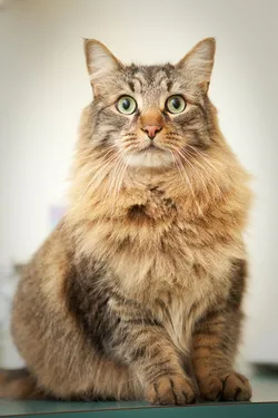 Alrie Daniels headshot